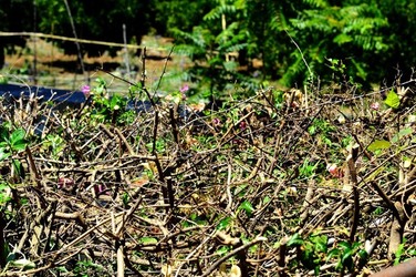 HABITAT NATURA in campagna. Fotografie di Giulio Azzarello ©2015 2016. HABITAT NATURA in campagna. Fotografie di Giulio Azzarello ©2015 2016.