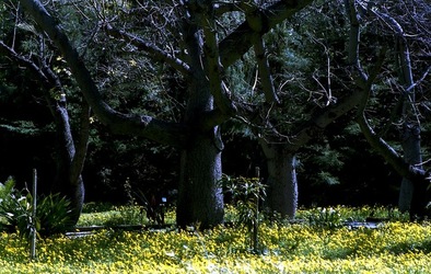 ORTO BOTANICO di Palermo. Fotografie di Giulio Azzarello ©2021.
