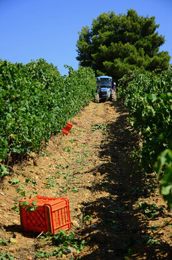 VENDEMMIA a S.Cristina Gela i coltivatori. Fotografie di Giulio Azzarello ©2016. VENDEMMIA a S.Cristina Gela i coltivatori. Fotografie di Giulio Azzarello ©2016.