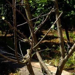 GIARDINO SICILIANO. Fotografie di Giulio Azzarello &copy;2024.