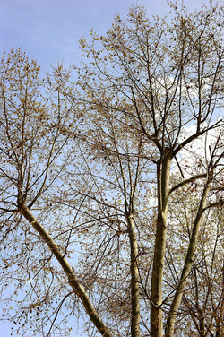 VILLA BONANNO a Palermo. Fotografie di Giulio Azzarello &copy;2016.