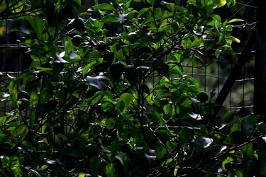 GIARDINO SICILIANO fotografie di Giulio Azzarello &copy;2020.