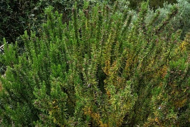 ULIVETO SICILIANO. Fotografie di Giulio Azzarello ©2022.