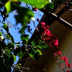 GIARDINO SICILIANO. Fotografie di Giulio Azzarello &copy;2024.