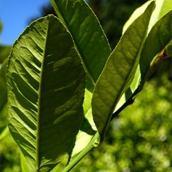 GIARDINO SICILIANO. Fotografie di Giulio Azzarello &copy;2024.