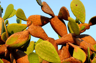 ISOLA DI USTICA la natura. Fotografie di Giulio Azzarello &copy;2016.