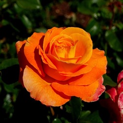 ROSETO. Fotografie di Giulio Azzarello &copy;2022.