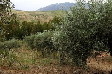 ULIVETO SICILIANO. Fotografie di Giulio Azzarello ©2022.