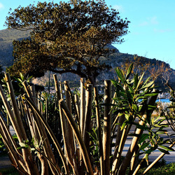 MONDELLO di inverno. Fotografie di Giulio Azzarello &copy;2016.