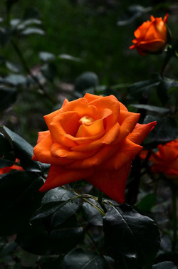 NATURA tipiche rose selvatiche di un giardino siciliano in estate. Fotografie di Giulio Azzarello &copy;2014.