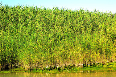 CANNETI in SICILIA. Fotografie di Giulio Azzarello &copy;2016.