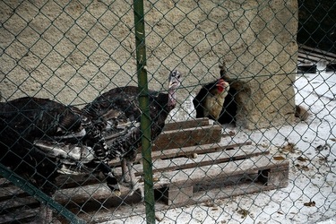 ULIVETO SICILIANO. Fotografie di Giulio Azzarello ©2022.