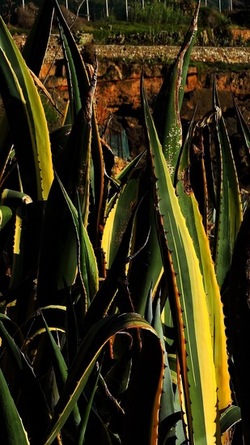 CAPO RAMA riserva naturale Terrasini. Fotografie di Giulio Azzarello &copy;2020.