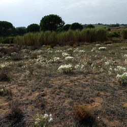 SELINUNTE. Fotografie di Giulio Azzarello ©2022. SELINUNTE. Fotografie di Giulio Azzarello ©2022.