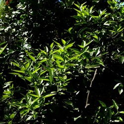 GIARDINO SICILIANO. Fotografie di Giulio Azzarello &copy;2024.