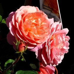 ORTO BOTANICO di PALERMO. Fotografie di Giulio Azzarello ©2019.