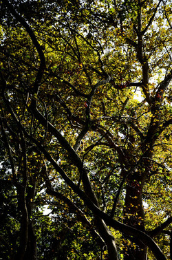 GIARDINI della BIENNALE a Venezia. Foto di Giulio Azzarello &copy;2015 2016.