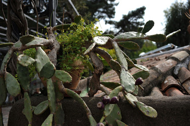 PAESAGGIO CATANESE panoramiche e particolari. Fotografie di Giulio Azzarello &copy;2014.