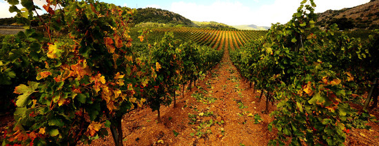 VENDEMMIA di AUTUNNO a S.Cristina Gela in Sicilia. Fotografie di Giulio Azzarello &copy;2016.