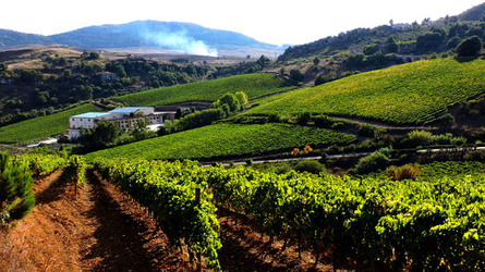 VENDEMMIA di AUTUNNO a S.Cristina Gela in Sicilia. Fotografie di Giulio Azzarello &copy;2016.