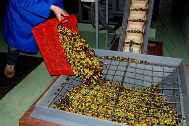 TIPICO FRANTOIO fotografie di Giulio Azzarello ©2014. TIPICO FRANTOIO fotografie di Giulio Azzarello ©2014.