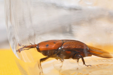 IL COLEOTTERO ROSSO e la moritura delle palme. Fotografie di Giulio Azzarello &copy;2014.