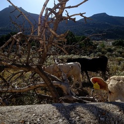 BESTIE. Fotografie di Giulio Azzarello ©2022. BESTIE. Fotografie di Giulio Azzarello ©2022.