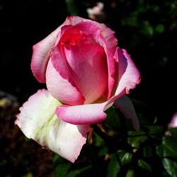 ROSETO. Fotografie di Giulio Azzarello &copy;2022.