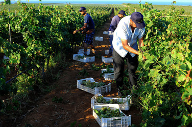 VENDEMMIA a Mazzara del Vallo in Sicilia con i contadini. Fotografie di Giulio Azzarello ©2016. VENDEMMIA a Mazzara del Vallo in Sicilia con i contadini. Fotografie di Giulio Azzarello ©2016.