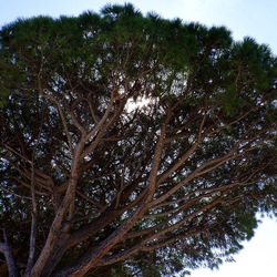 MONDELLO fotografie di Giulio Azzarello ©2021. MONDELLO fotografie di Giulio Azzarello ©2021.