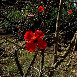 GIARDINO SICILIANO. Fotografie di Giulio Azzarello ©2022. GIARDINO SICILIANO. Fotografie di Giulio Azzarello ©2022.