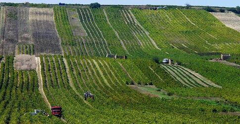 VIGNETO tipico siciliano a Salemi panoramiche e particolari. Fotografie di Giulio Azzarello &copy;2014.