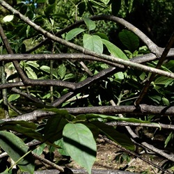 ORTO BOTANICO DI PALERMO. Fotografie di Giulio Azzarello ©2022. ORTO BOTANICO DI PALERMO. Fotografie di Giulio Azzarello ©2022.