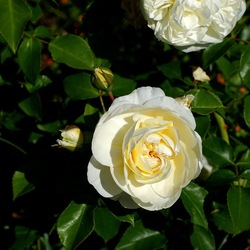 ROSETO. Fotografie di Giulio Azzarello &copy;2022.