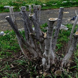 TRONCHI. Fotografie di Giulio Azzarello ©2022.