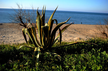 AGAVE selvatica sul mare in Sicilia a Cefalù. Fotografie di Giulio Azzarello ©2014. AGAVE selvatica sul mare in Sicilia a Cefalù. Fotografie di Giulio Azzarello ©2014.