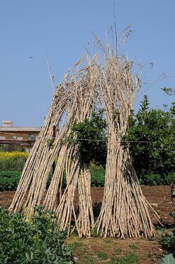 IL CANNETO del contadino siciliano. Fotografie di Giulio Azzarello &copy;2014.