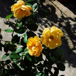 ORTO BOTANICO di PALERMO. Fotografie di Giulio Azzarello ©2019.