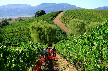 VENDEMMIA a S.Cristina Gela i coltivatori. Fotografie di Giulio Azzarello ©2016. VENDEMMIA a S.Cristina Gela i coltivatori. Fotografie di Giulio Azzarello ©2016.