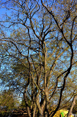 GOLE DELL ALCANTARA in Sicilia. Fotografie di Giulio Azzarello &copy;2016.