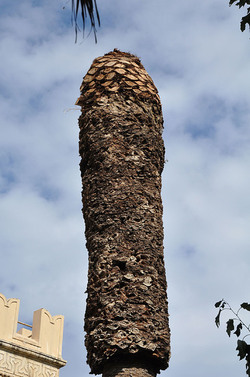 IL COLEOTTERO ROSSO e la moritura delle palme. Fotografie di Giulio Azzarello &copy;2014.