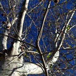 ALBERI. Fotografie di Giulio Azzarello &copy;2024.
