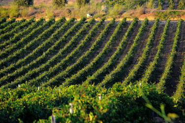 VIGNETO GIOVANE in Sicilia fotografie di Giulio Azzarello &copy;2016.