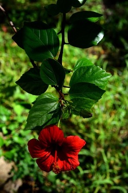 GIARDINO SICILIANO fotografie di Giulio Azzarello &copy;2020.