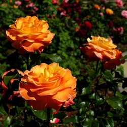 ROSETO. Fotografie di Giulio Azzarello &copy;2022.