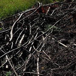 RAMI E ROVI. Fotografie di Giulio Azzarello ©2023. RAMI E ROVI. Fotografie di Giulio Azzarello ©2023.