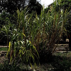 ORTO BOTANICO. Fotografie di Giulio Azzarello &copy;2024.