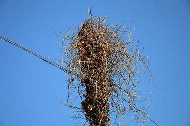GRANDE NIDO spontaneo in campagna. Fotografie di Giulio Azzarello &copy;2014.