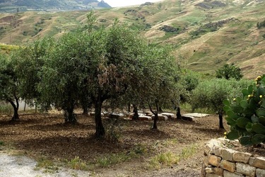 ULIVETO SICILIANO. Fotografie di Giulio Azzarello ©2022.