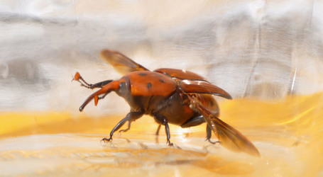IL COLEOTTERO ROSSO e la moritura delle palme. Fotografie di Giulio Azzarello &copy;2014.